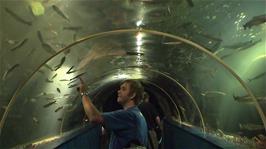 Gavin in the impressive Ocean Tunnel at the Dingle Oceanworld Aquarium